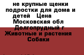 не крупные щенки подростки для дома и детей › Цена ­ 100 - Московская обл., Долгопрудный г. Животные и растения » Собаки   